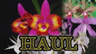 Orchid HAUL UNBOXING - Repotting sessions included