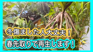 冬に枯らした皆さん大丈夫。春先取りで再生して行きます。