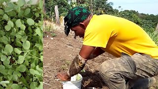 planting cabbage 🥬 for the first time