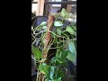 repotting giant golden pothos