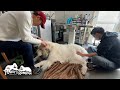 月に1回の鍼灸治療で体のメンテナンスをしたアランです　Great Pyrenees　グレートピレニーズ