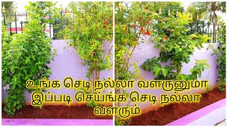 உங்க செடி நல்லா வளரனும்னா இப்படி செய்ங்க🪴🌲🌴🌻 ||Garden cleaning ||garden tour||Gardening @anjushouse