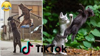 The KungFu Cat of Tiktok - Funny Cat Tiktok ~ Pets SGlobals
