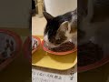 朝ごはん、食べるニャリ。今朝も元気良く、３ニャン揃っての朝ごはんです。 ねこ 猫 ネコ cat 家猫 猫のいる生活 朝ごはん 猫の好きな人と繋がりたい 猫繋がり