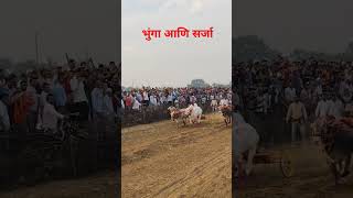 भुंगा आणि सर्जा Win #bakasur #viralvideo #mathur #sonya5050