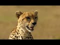 Cheetahs - High-speed hunters of the Savannah  Free Documentary