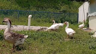 아프리카거위 ㅡ white Africa goose ㅡ white African geese