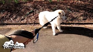 息子（格下）のリードにはやっぱりワガママしてしまうアランです　Great Pyrenees　グレートピレニーズ