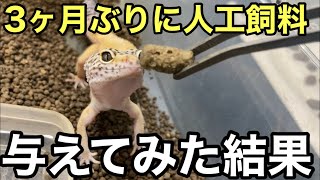 3ヶ月ぶりにレオパ達に人工飼料あげてみた結果【爬虫類】トカゲブレンドフード　ヒョウモントカゲモドキ多頭飼育