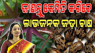 ବାୟୋ ଡିଜେଲ ପାଇଁ ବଢୁଛି ଜଡ଼ା ଚାଷରେ ଆଗ୍ରହ | Tips for Castor cultivation