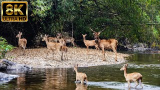 Deer Secret Forest 8K ULTRA HD | Beautiful Scenery Relaxing Movie With Soothing Music