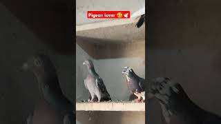 Pigeon lover 🕊️#kabutar #shortvideo #pigeon #shorts