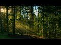 Звуки природы, шум леса, пение птиц / sounds of nature, birdsong, forest noise