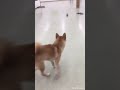 ペットパートナーズ宝塚店　柴犬