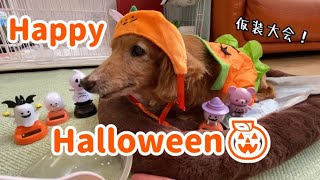 【老犬】美味しくて楽しいハロウィン【ダックスフンド】