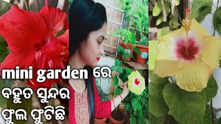 Mini Garden ରେ ବହୁତ ସୁନ୍ଦର ଫୁଲ ଫୁଟିଛି | ସବୁଦିନ ଭଳି ସକାଳର ପୂଜା | khusi lovely style |