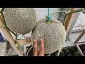 cara menanam melon dipot supaya berbuah lebat how to plant melons in pots