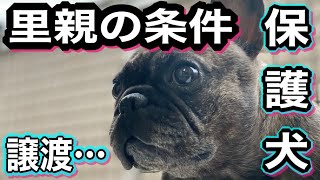 【保護犬】保護犬の里親になる条件とは⁇…譲渡にかかる費用も含めてお話しします！