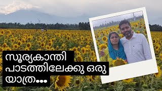 Sunflower fields @ Sundarapandiapuram | Surandai | Travel Vlog