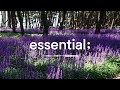 playlist 보랏빛으로 물든 숲 속을 걸어요 여름과 가을 사이 로맨틱 팝송 with 서천군 romantic pop songs💜