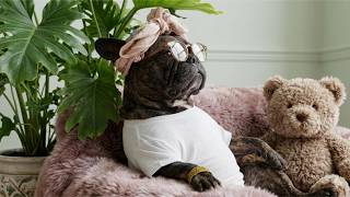 The Internet Is Obsessed with These Dogs ๐๐ถ