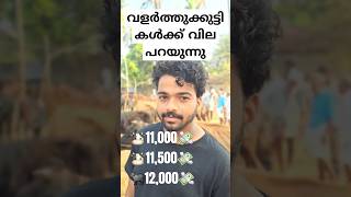 🐮പശുകുട്ടികളുടെ വില💸പറയുന്നുChattipparamba Chanda New|Cow Market Kerala|Buffalo sale|Pothu vilpanaku