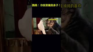 搞笑动物系列第133集 鸚鵡： 你就是饞我身子！ #搞笑 #funny #cat #搞笑 #科普 #animals #科普 #萌宠 #cute #萌宠 #pets #貓咪 #貓咪 #萌寵 #萌寵