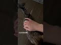 【子猫動画】保護猫ちゃん元気に大きくなってます🐱 cat 保護猫 猫好き 猫のいる暮らし