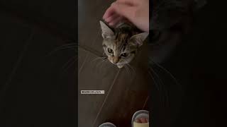 【子猫動画】保護猫ちゃん元気に大きくなってます🐱 #cat #保護猫 #猫好き #猫のいる暮らし