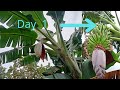 banana pod time lapse / केली time lapse video /banana growth stages #banana #timelapse