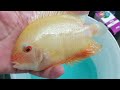 levei mais 2 oscars e 1 severum gold para o aquÁrio jumbo