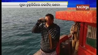 Puri: Dolphin counting kickstarts at Brahmagiri | Kalinga TV