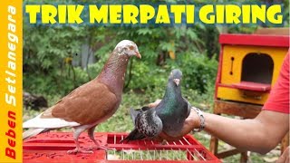 Cara Menggiringkan Burung Merpati Dara Agar Giring Keras Keket