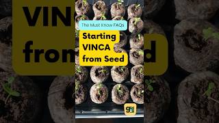 Vinca from Seed: Your Burning FAQs Answered #shorts #vinca #gardening