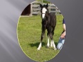 flashy welsh pony black stallion at stud