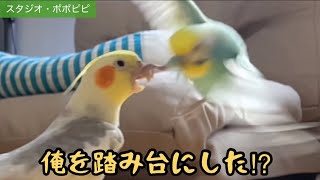 俺を踏み台にした⁉︎    #オカメインコ　#セキセイインコ　#コザクラインコ