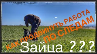 Как помочь молодая собака раскроит свои способности при работа по следа зайца???