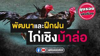 ลุงรอยเล่าเรื่อง | พัฒนาและฝึกฝนไก่เชิงม้าล่อ 💪💪💪