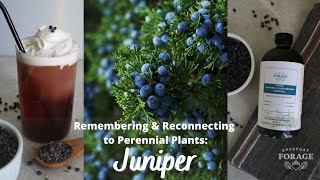 Juniper: Everyday Forage Series