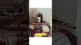 पाल बघा कशी बाटली चाटत आहे