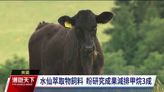 英研究：飼料添水仙花萃取物 牛隻減排96%甲烷｜20230827 全球現場漫遊天下