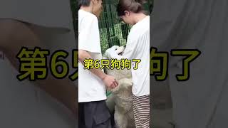 终于最近领养人络绎不绝的来了，算是能给小家伙们都慢慢找个新家了。#愿每个小狗都能遇见好的主人 #流浪狗救助 #流浪狗家园 #我和流浪狗的故事#shorts