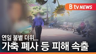 [경기]연일 불볕 더위...가축 폐사 등 피해 속출