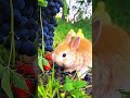 rabbit eat blueberries rabbit animals cute