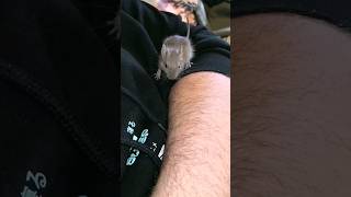 Lucy🧡 Sweet little Baby Degu🥰 the life of degus‼️‼️ #funny #animals #degu #pet #shorts