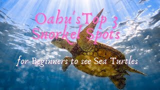Oahu's TOP 3 Snorkel Spots for Beginners to see Sea Turtles/Honu