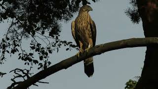 Goshawk perching in the pine tree, taking off