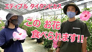 vol.104 このお花 食べられます！エディブルタイタンビカス