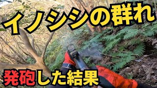 猟犬見習いブッチャーが起こしたのはイノシシの群れ！　発砲した結果…【単独狩猟】