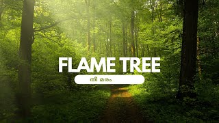 Flame tree/തീ ഉണ്ടാക്കാൻ ഉപയോഗിക്കുന്ന മരം കണ്ടിട്ടുണ്ടോ??